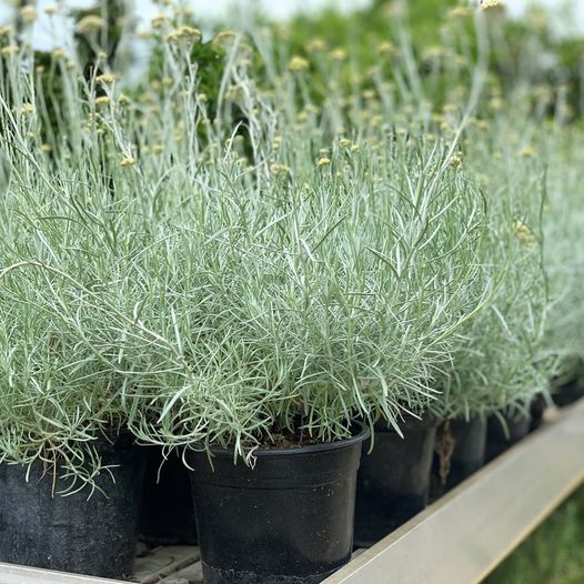 Smilje (Helichrysum)