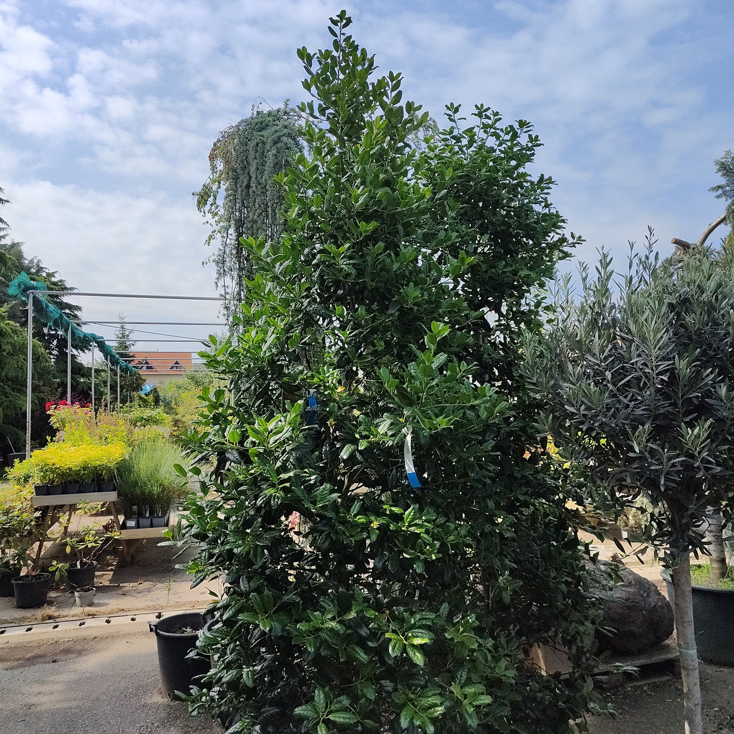 🎄 Ilex mutchagara Nelly R. Stevens