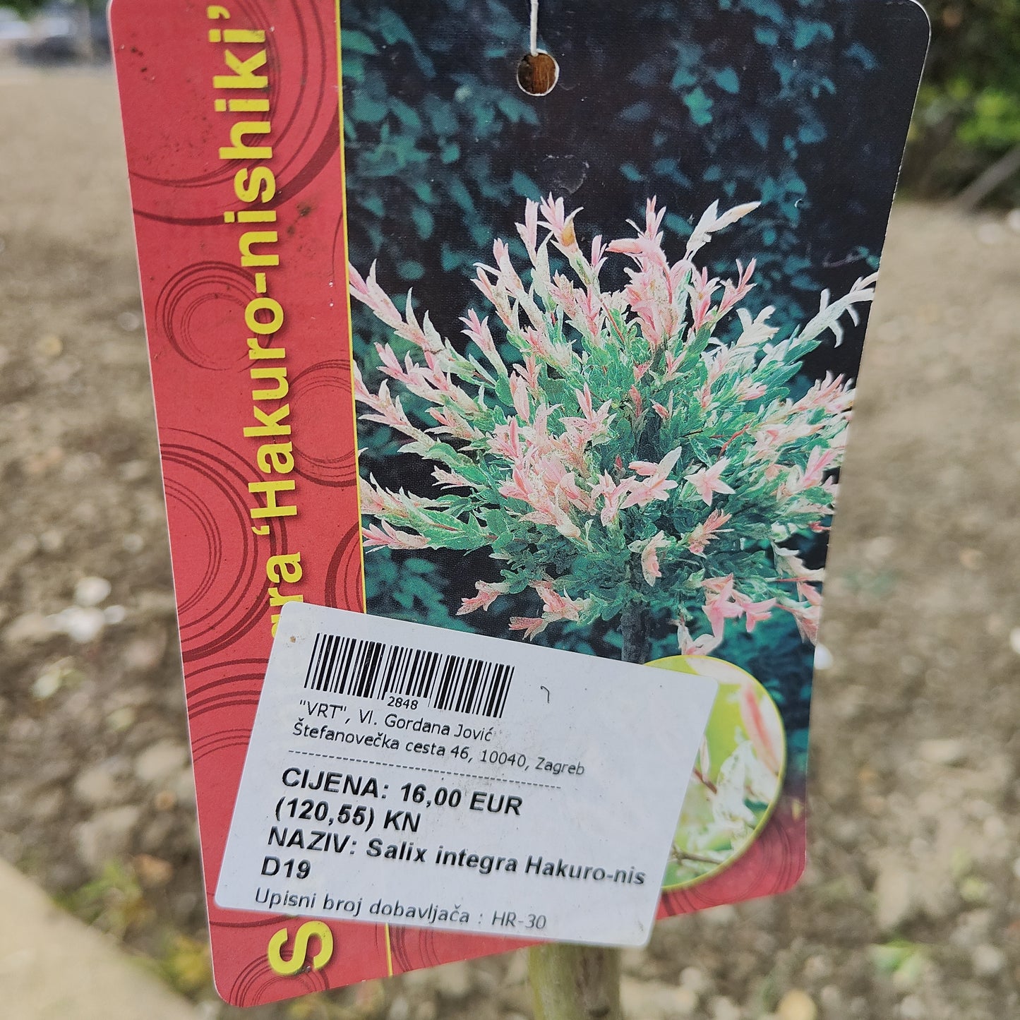 Salix integra Hakuro