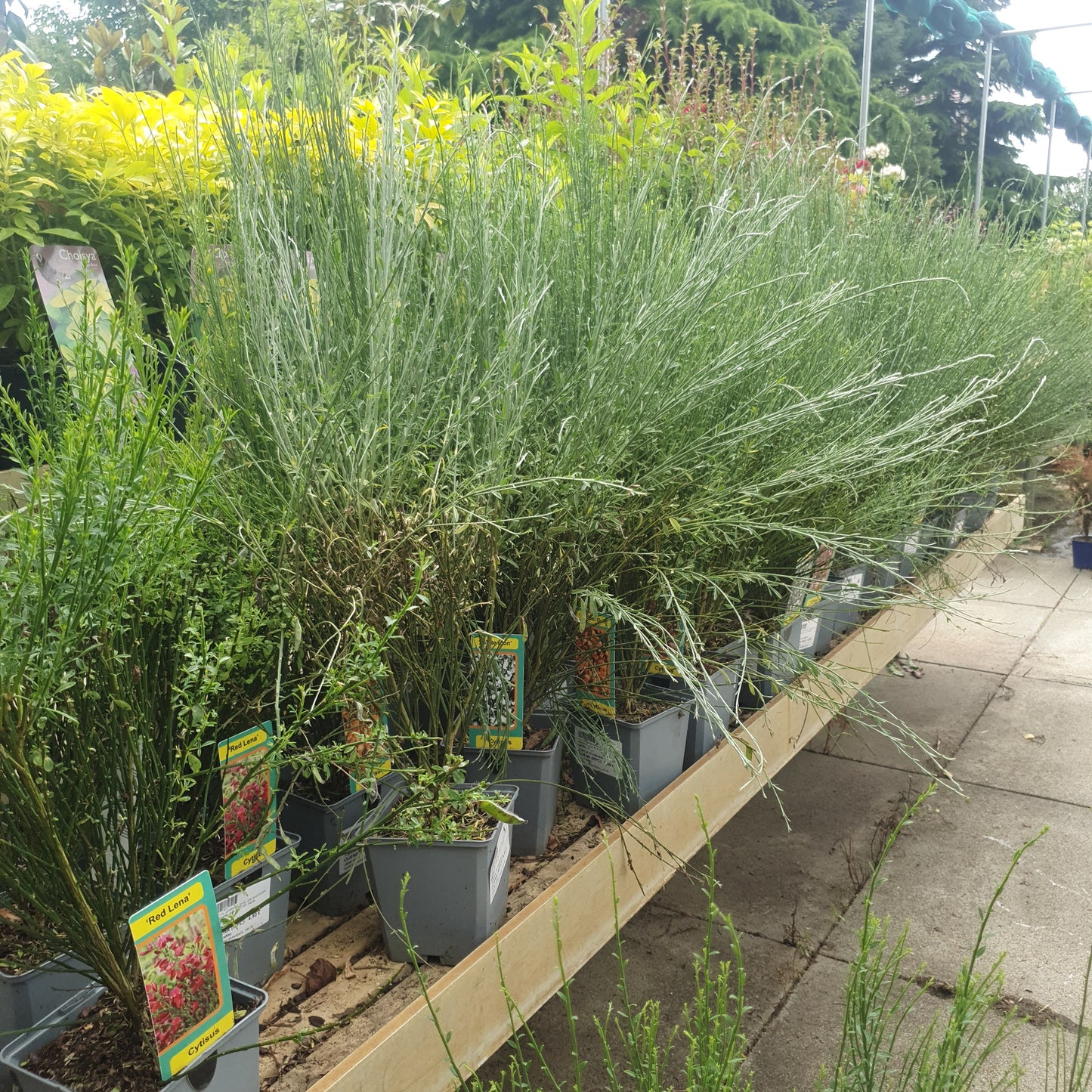 Yellow sedge (Cytisus)
