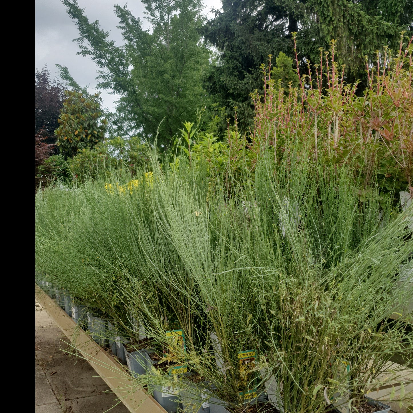 Žuti šaš (Cytisus)