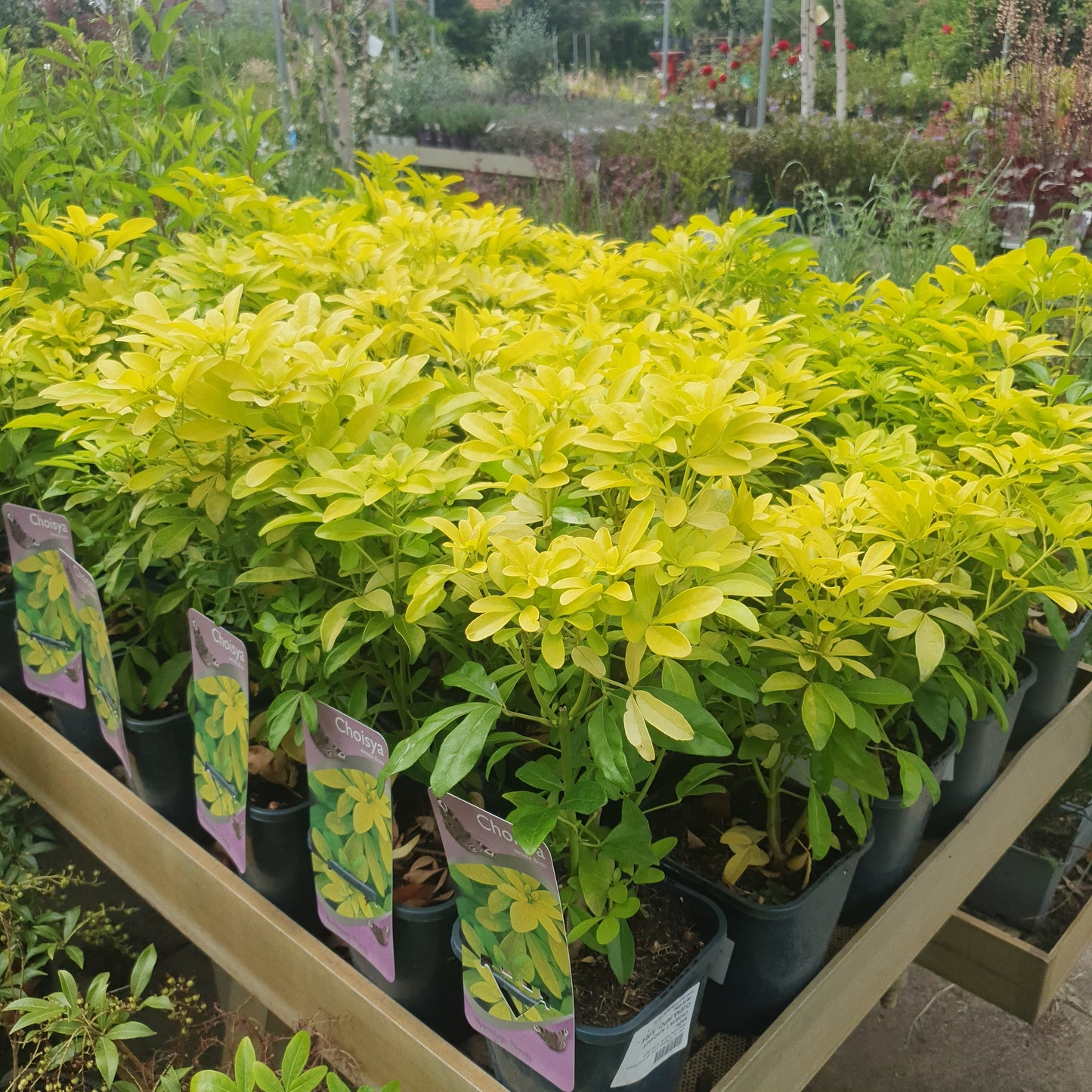 Žuta mirta (Choisya T. Sundance)