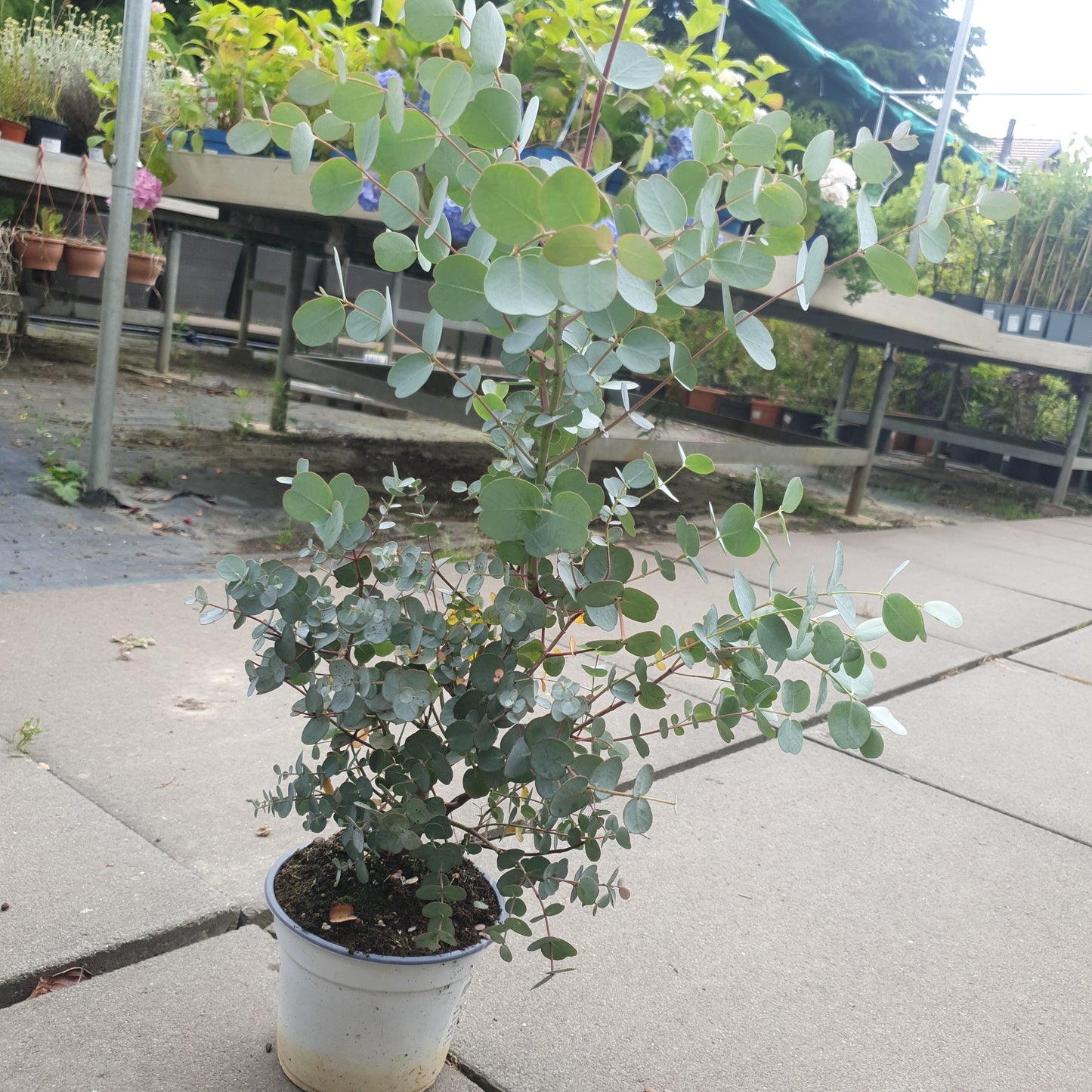 Eucalyptus (Eucalyptus gunnii Azura)