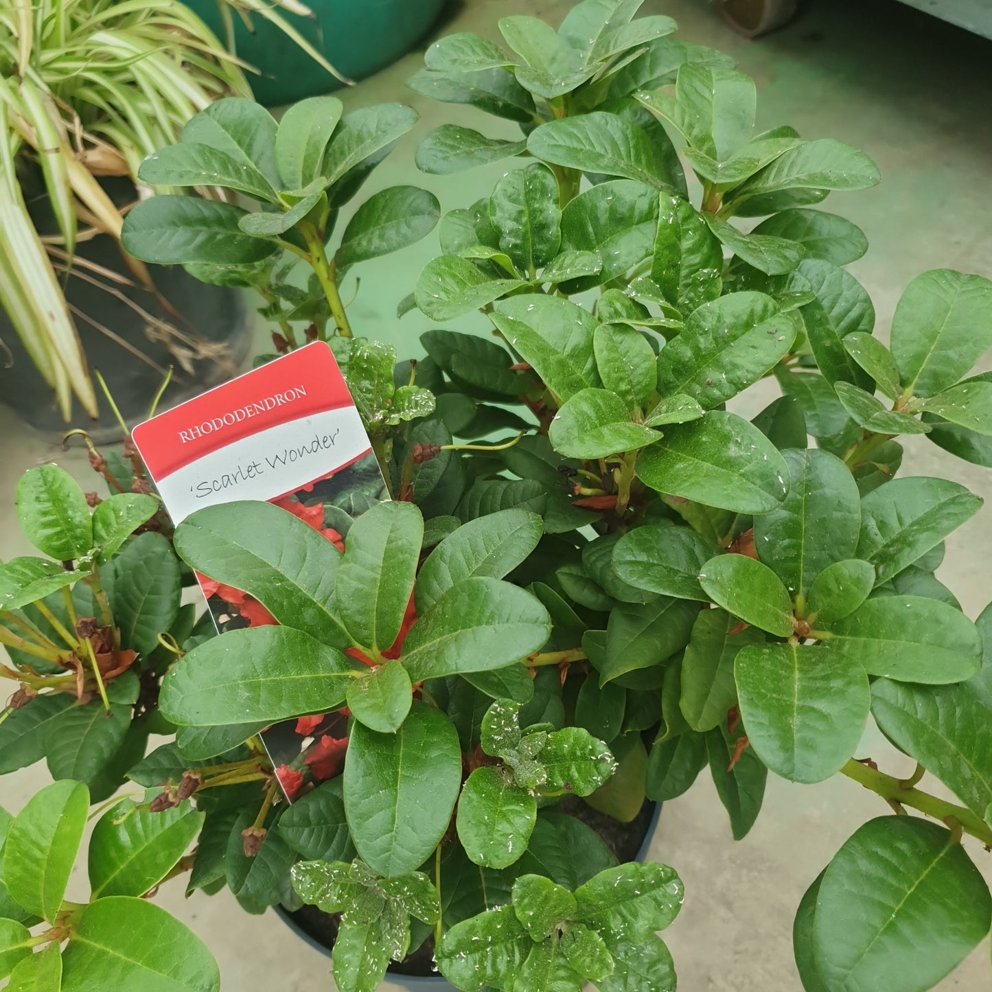 Rododendron (Rhododendron 'Scarlet wonder')
