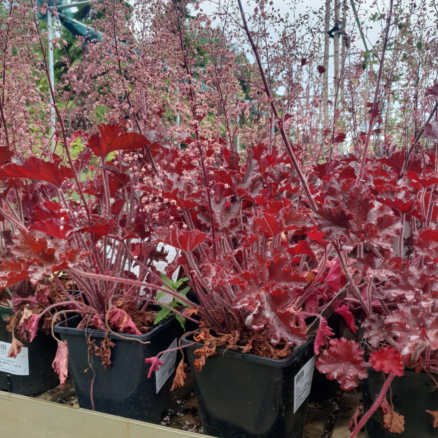 Heuchera 'Melting Fire'