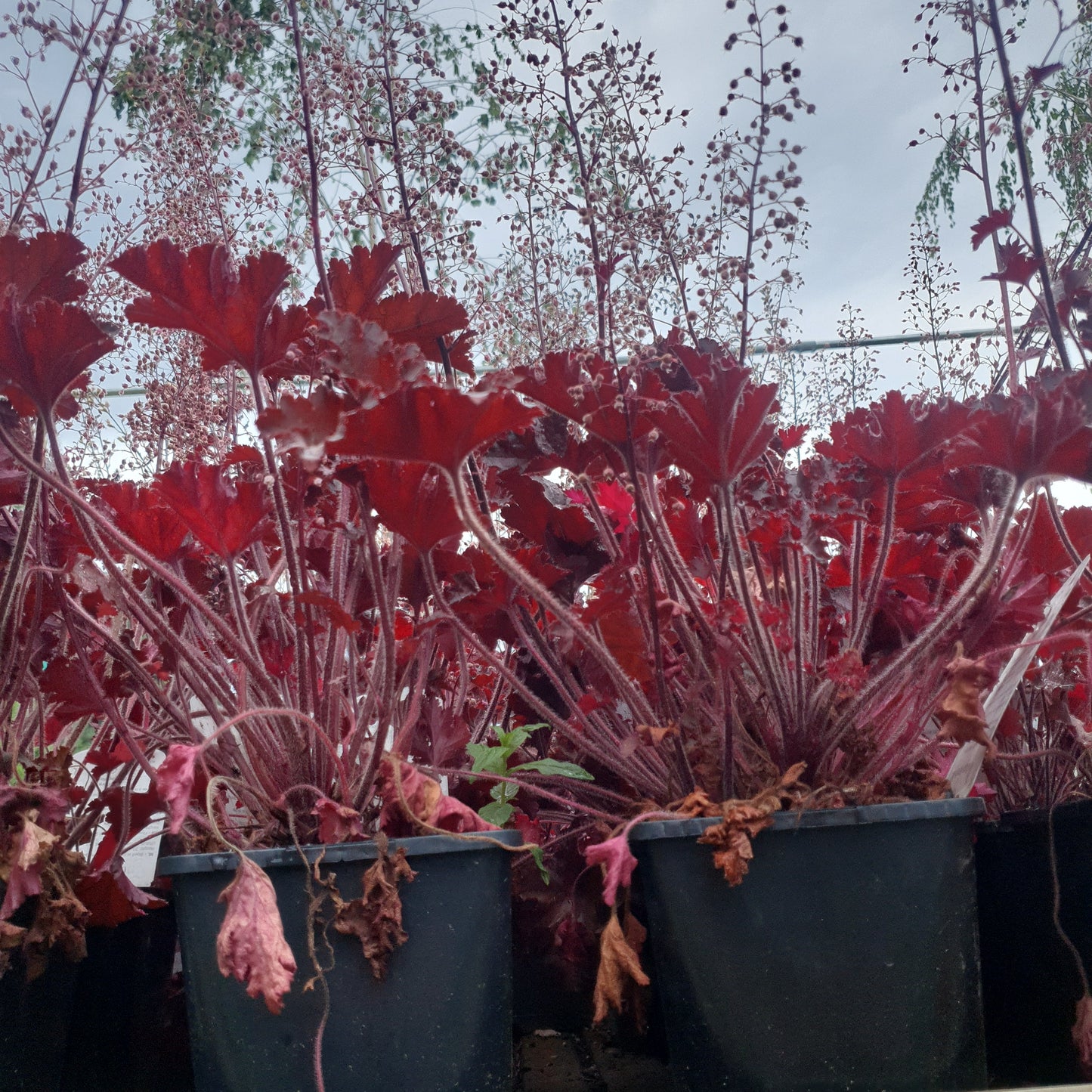 Heuchera 'Melting Fire'