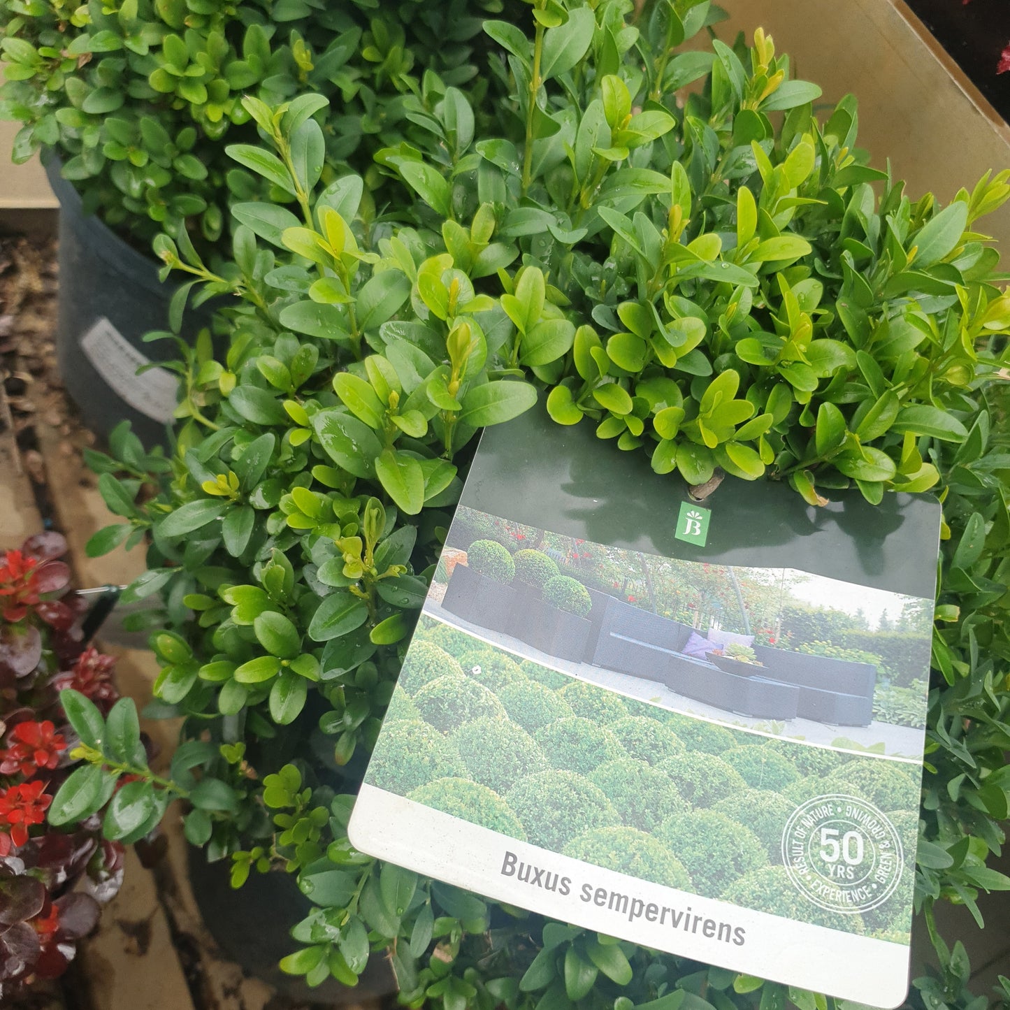 Buksus (Buxus sempervirens)