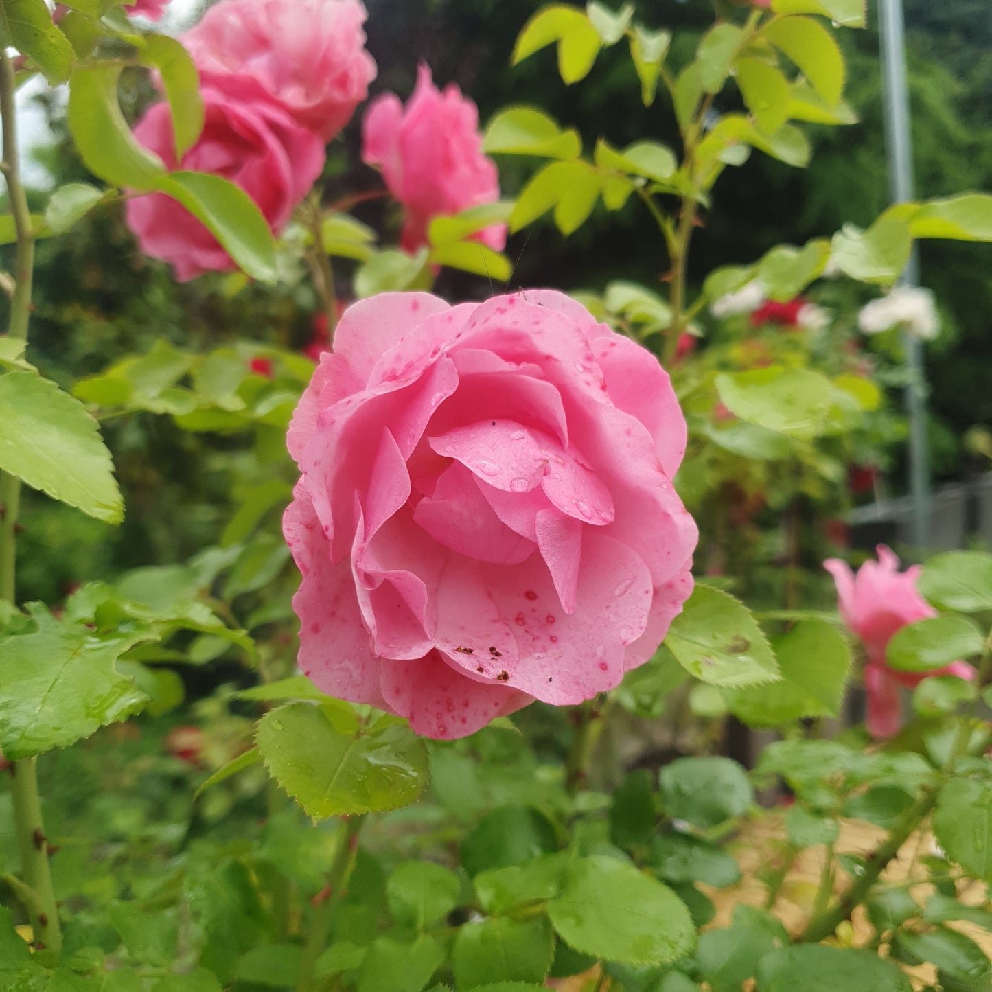 Rose (Rose var. Meideauri)