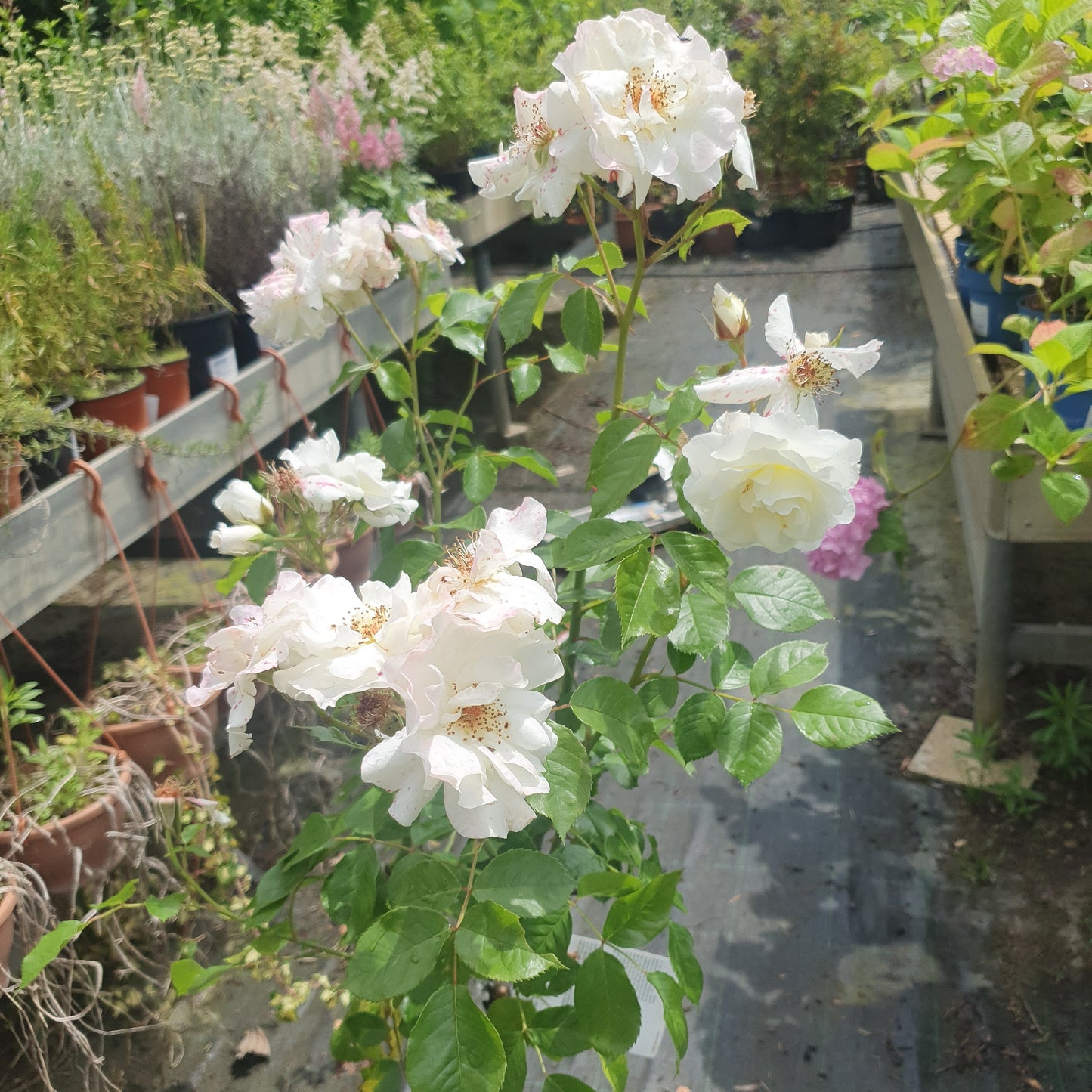 Ruža (Rose var. Meifarigou)