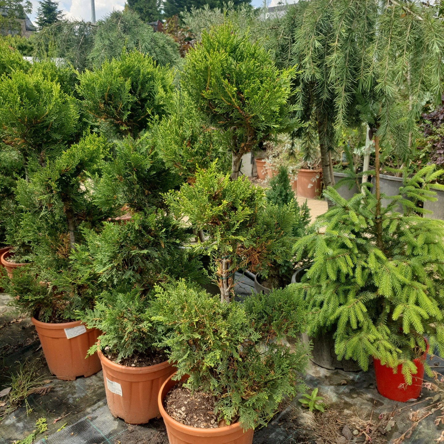 Lejlandski čempres (Cupressocyparis leylandii)