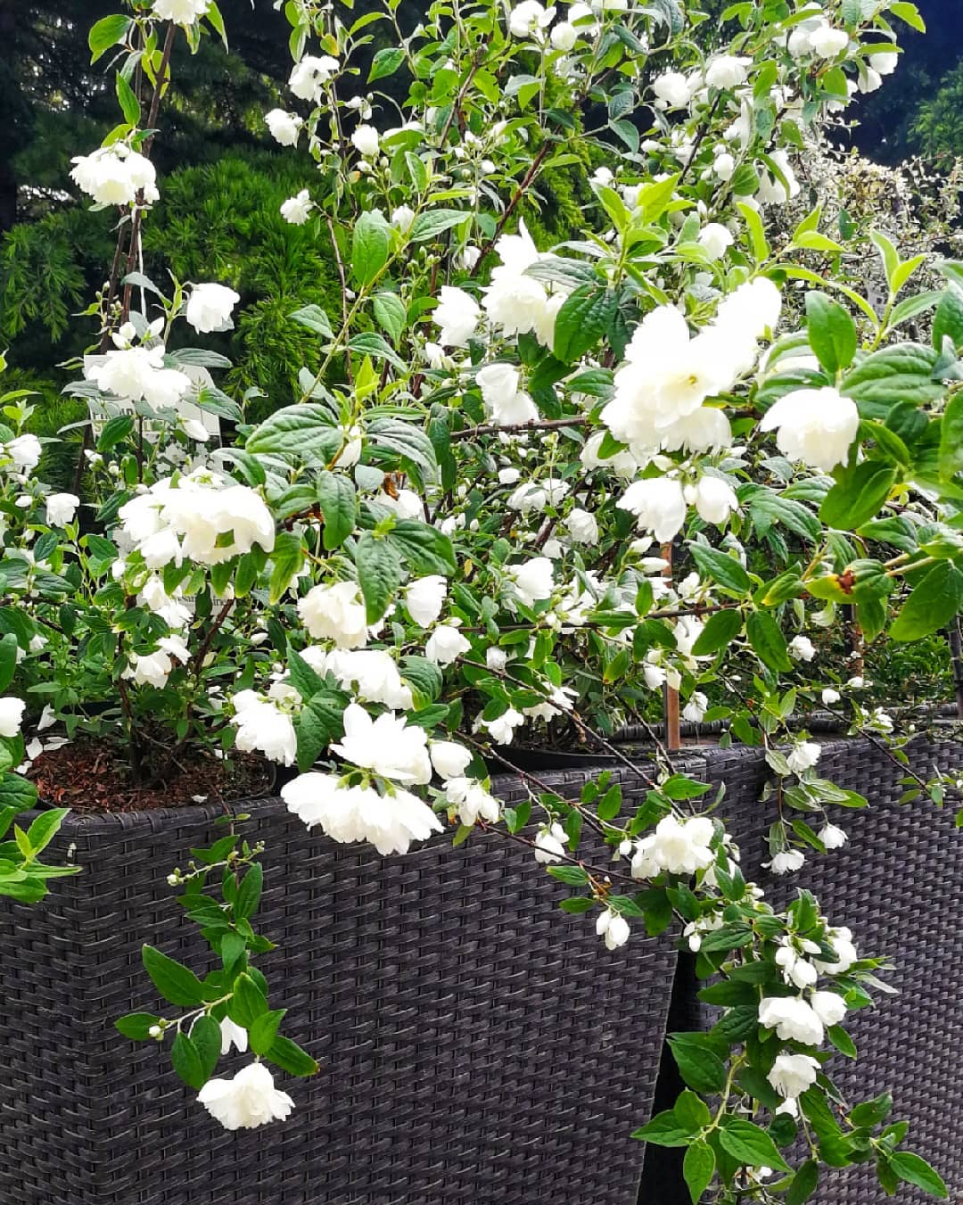 Jasmin (Philadelphus snoweballe)