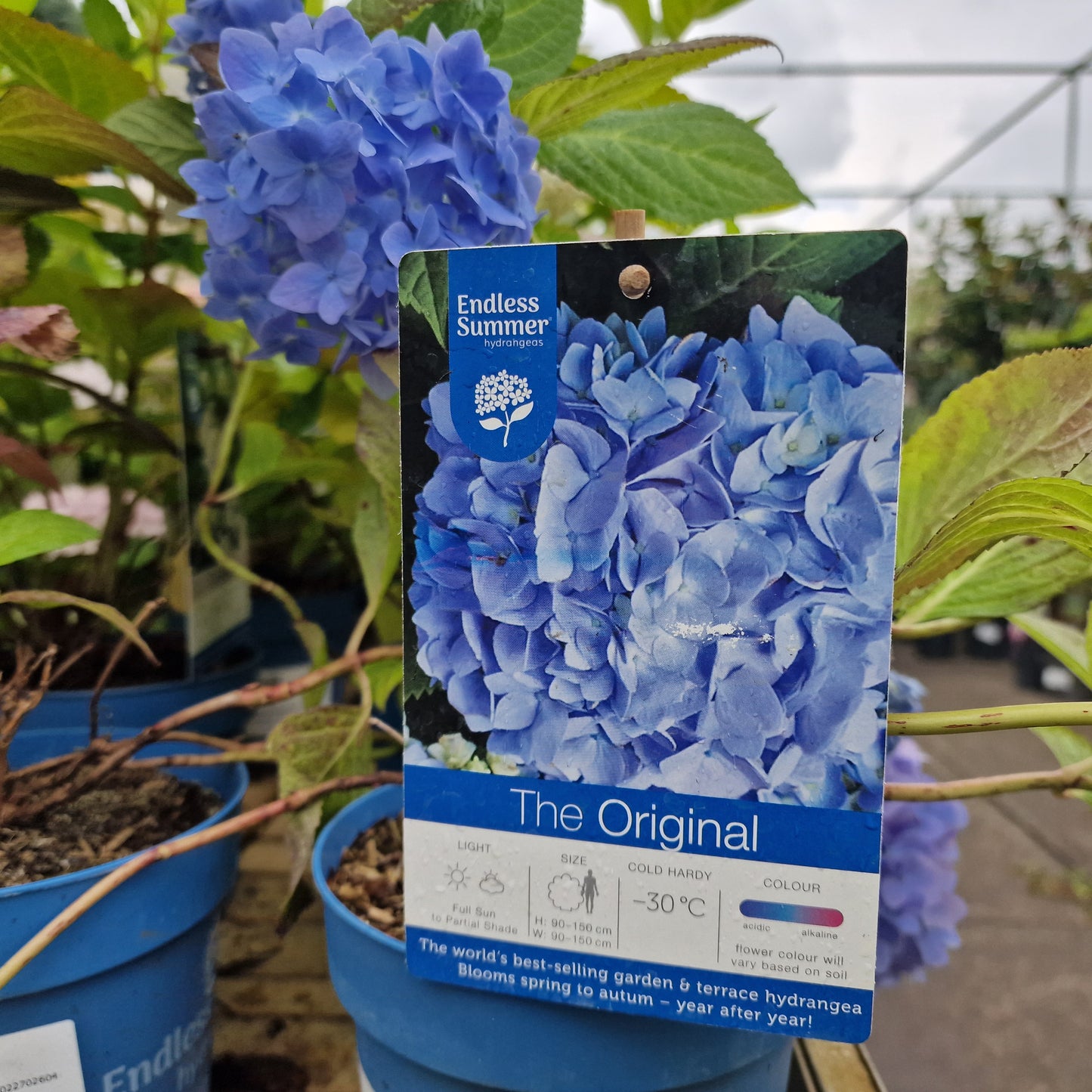 Hydrangea Sorte Plave i Ružičaste