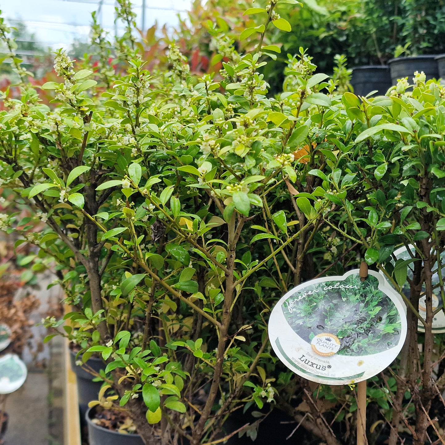 Japanska božikovina (Ilex cren dark green)