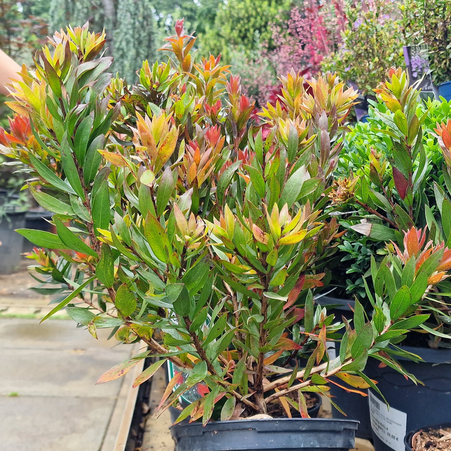 Crveni četinar (Callistemon citrinus)