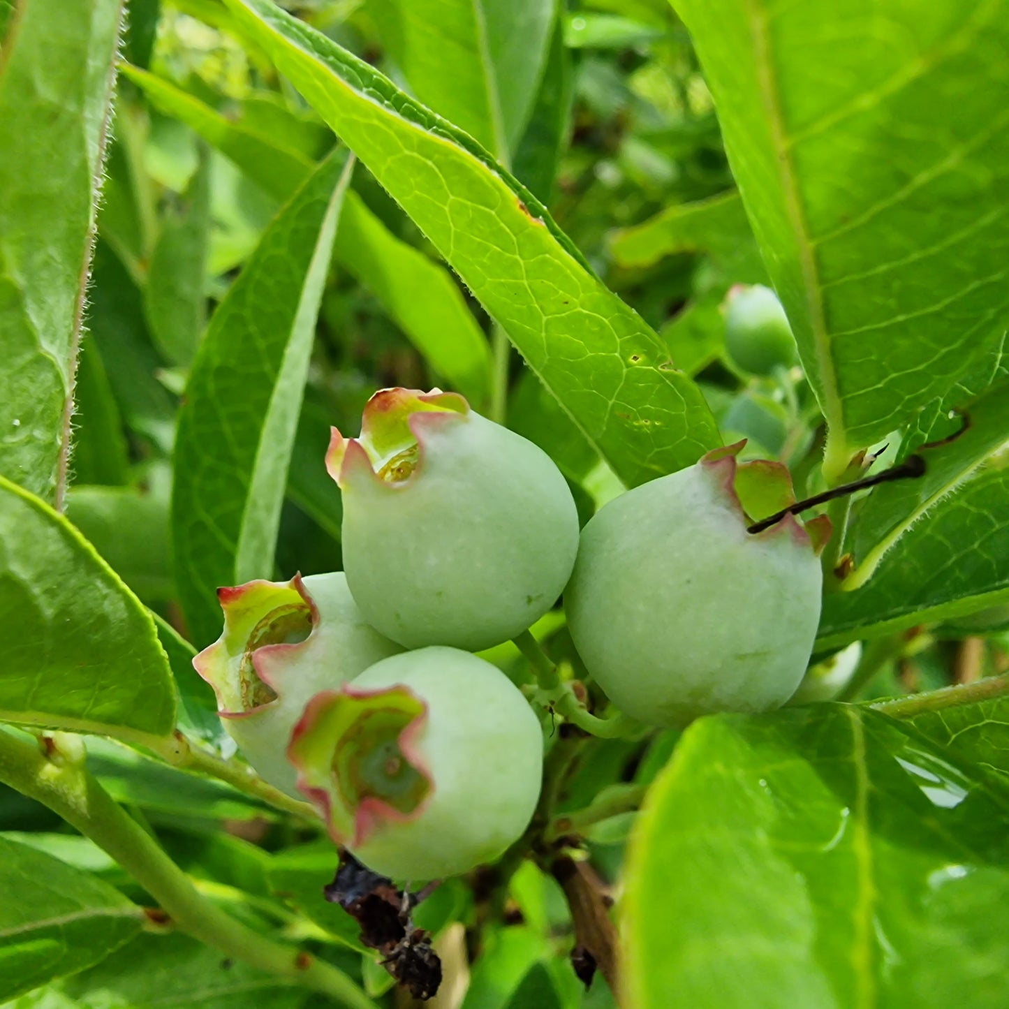 Vaccinium corymbosum Becky Blue