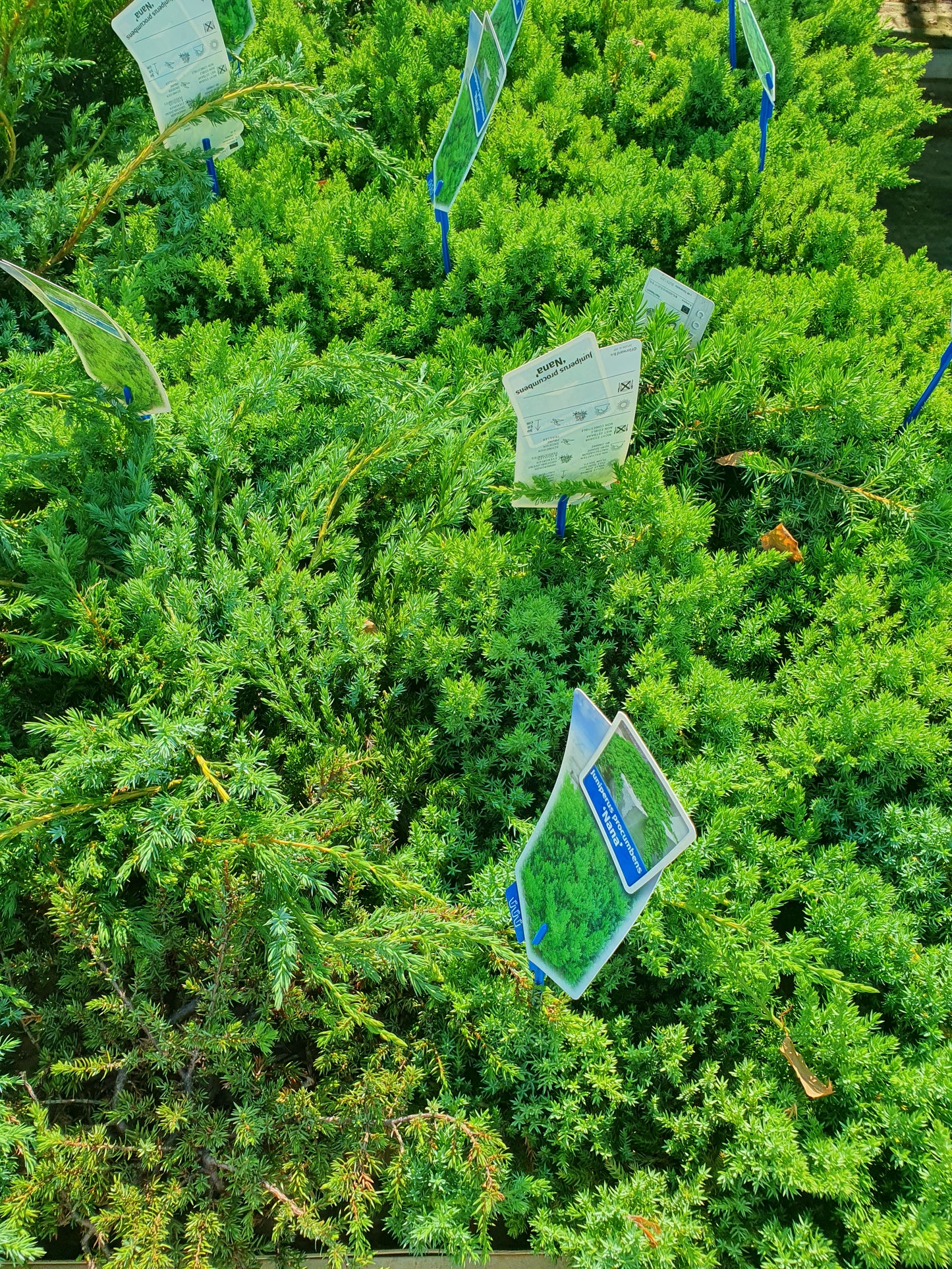 Borovica (Juniperus mix)