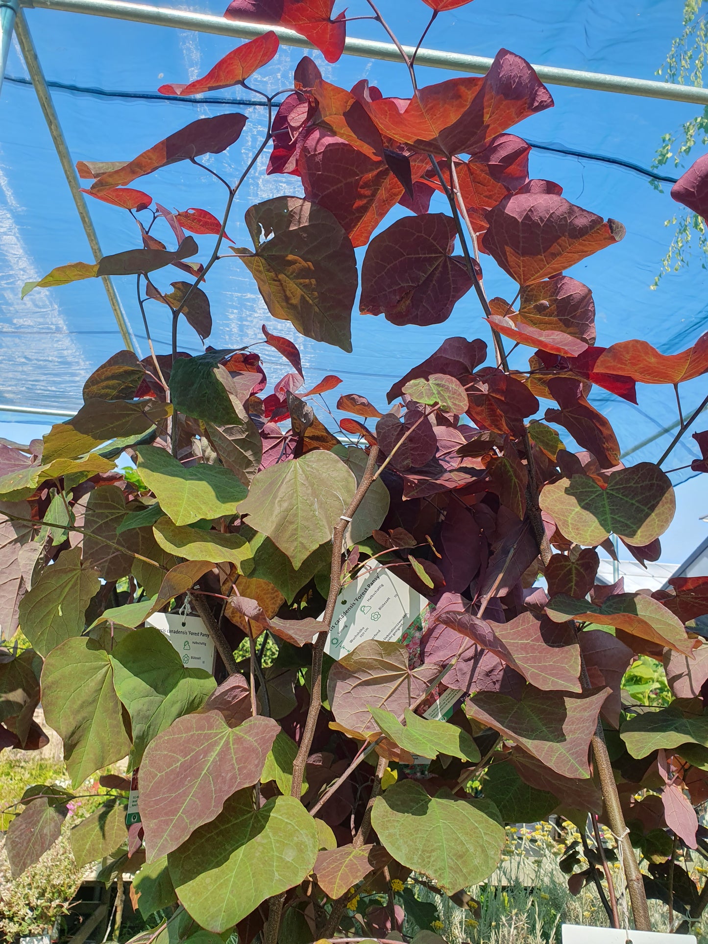 Kanadski judić (Cercis can. Forest)