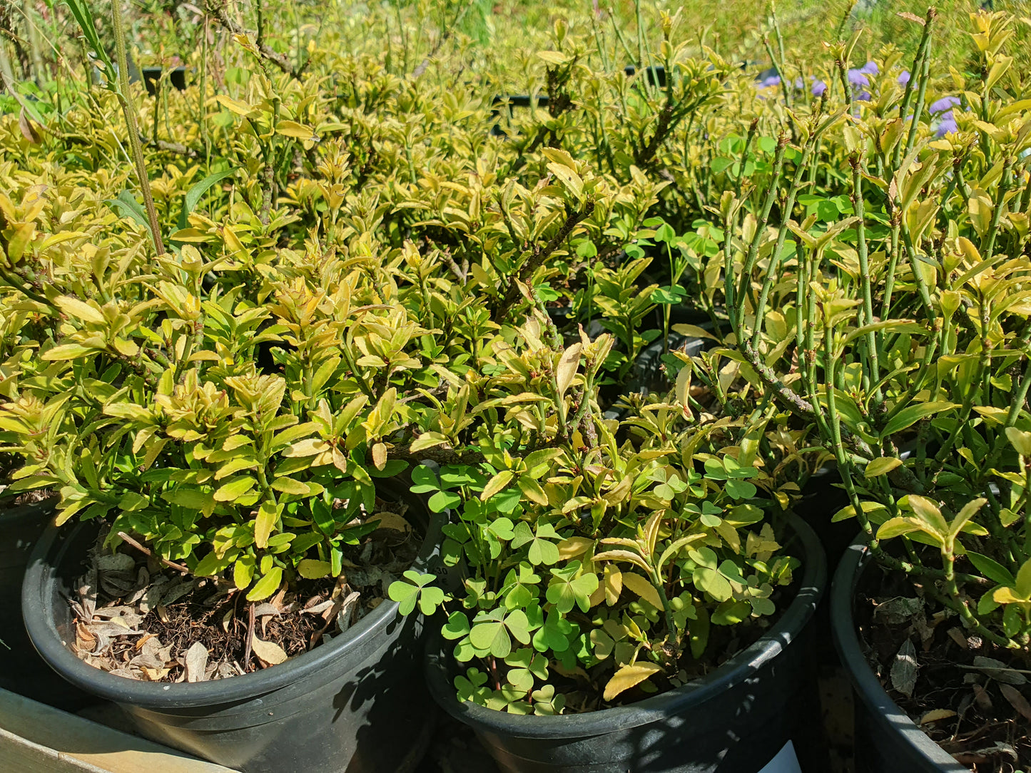 Euonymus mix