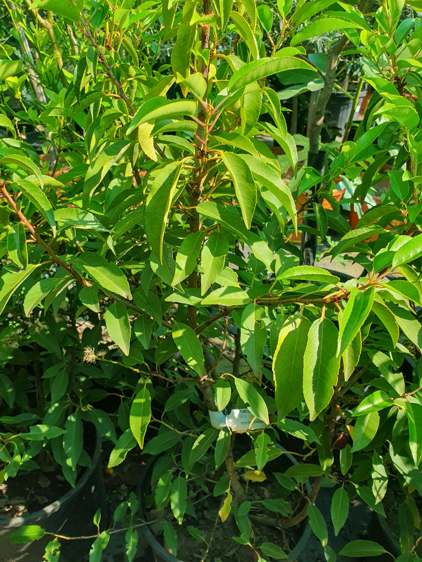 Portugalski lovor (Prunus lusitanica)