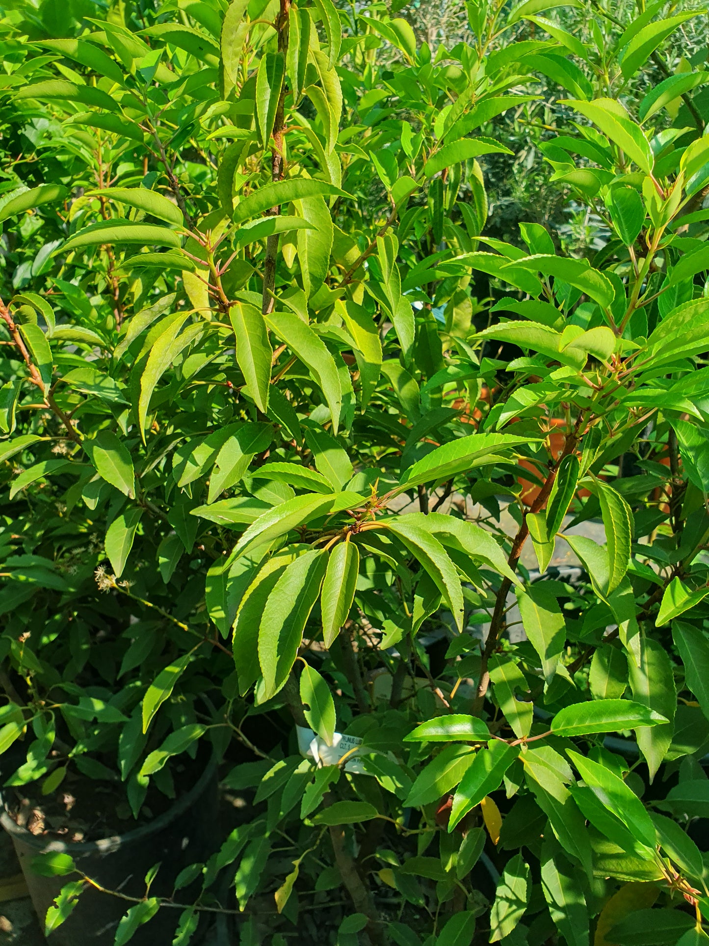 Portugalski lovor (Prunus lusitanica)
