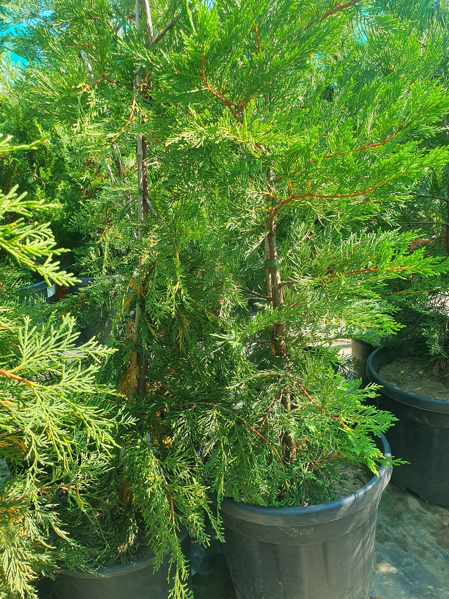 Tuja (Tuja orientalis)