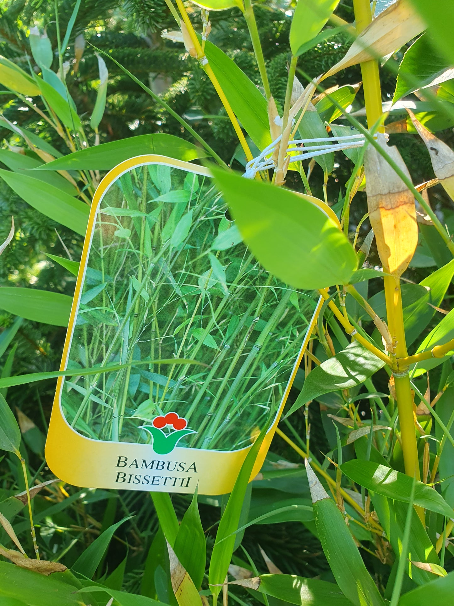Bambus (Bambusa)