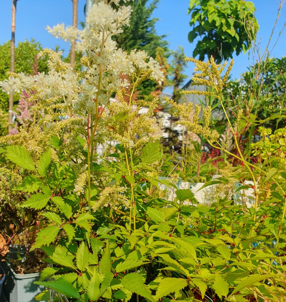 Astilba (Astilbe japonica)