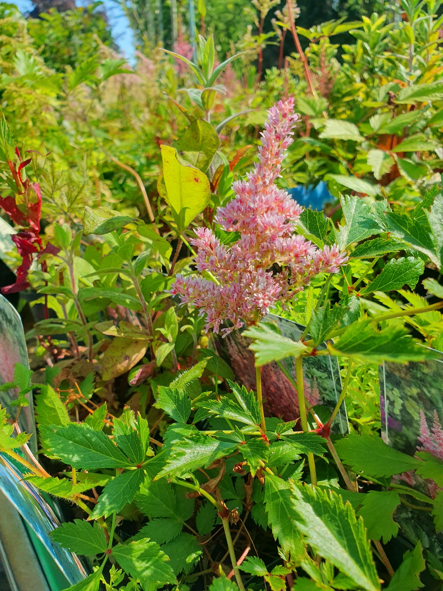 Astilba (Astilbe rubra)
