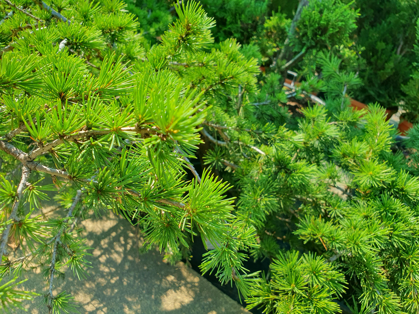 Jela (Larix decidua)