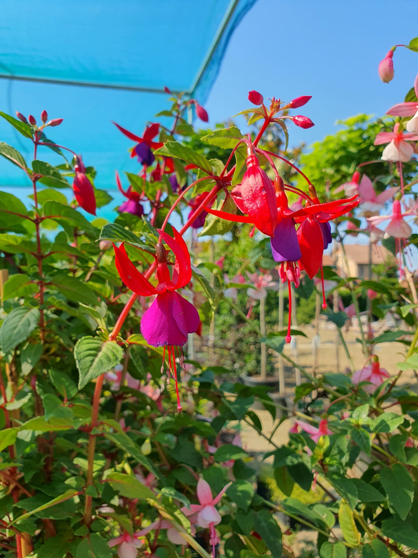 Fuchsia bush (Fuchsia magellanica)