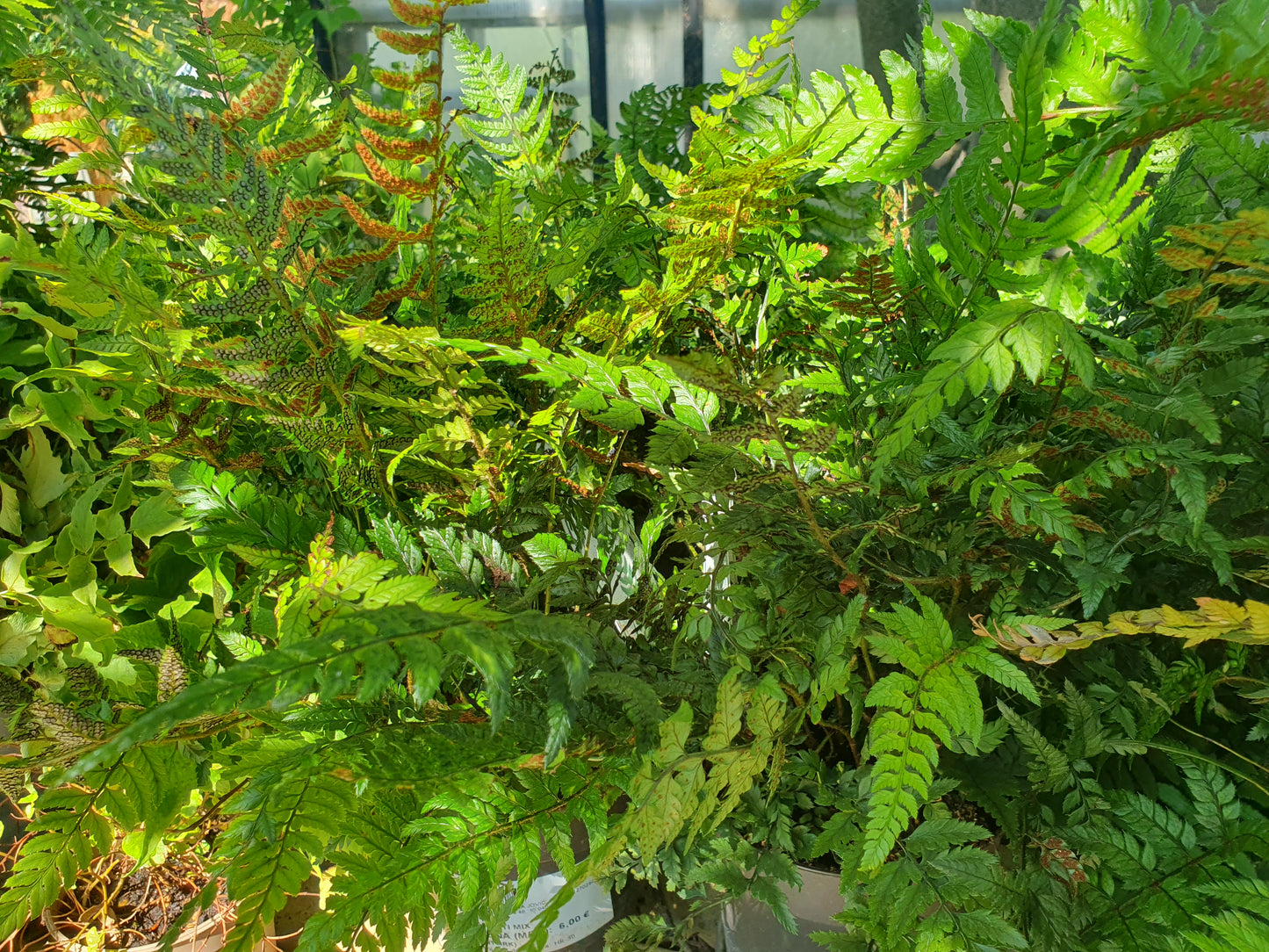 Fern (Davallia fejeensis)