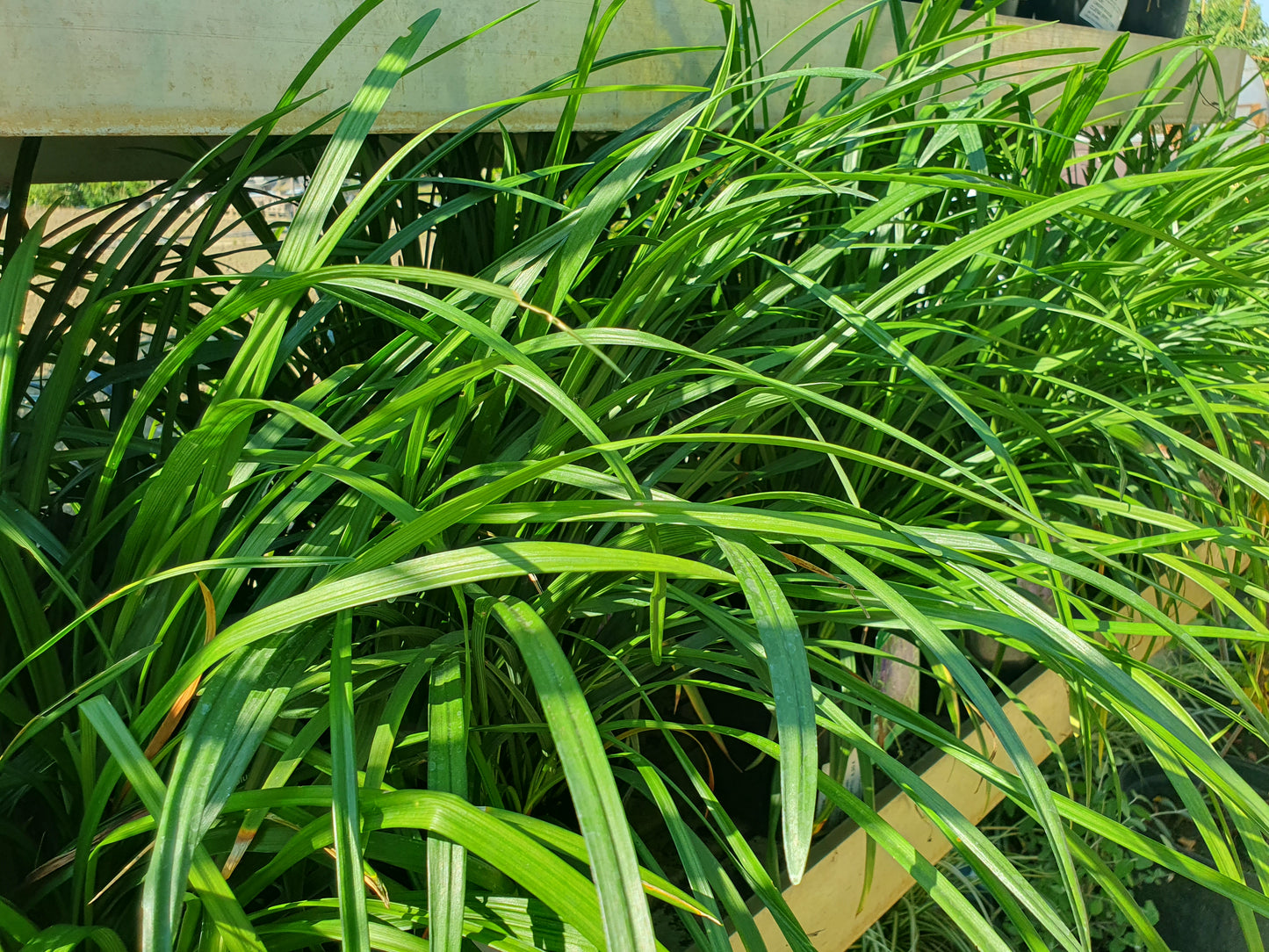 Japanski ljiljan (Reineckea carnea)
