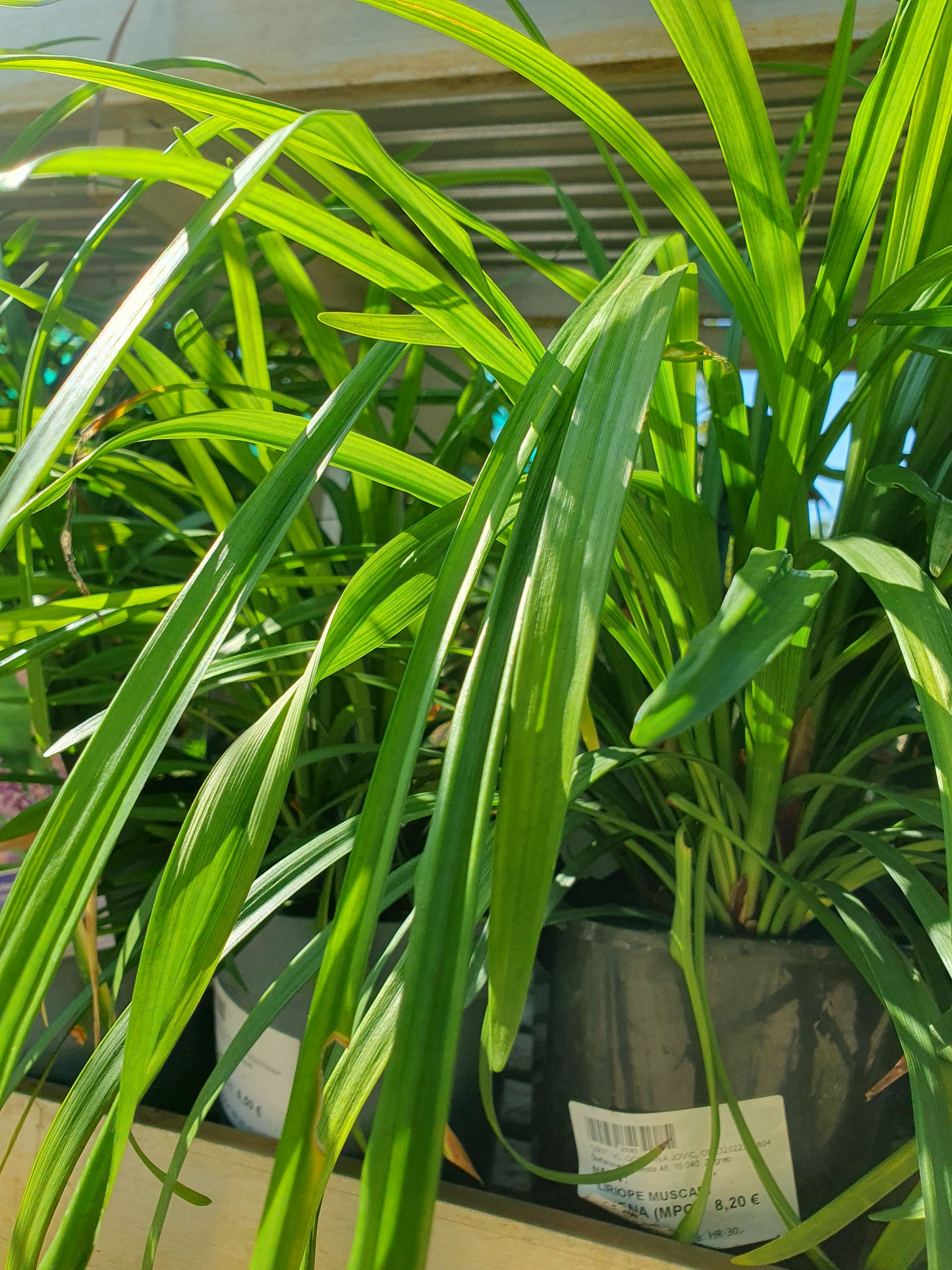 Japanski ljiljan (Reineckea carnea)