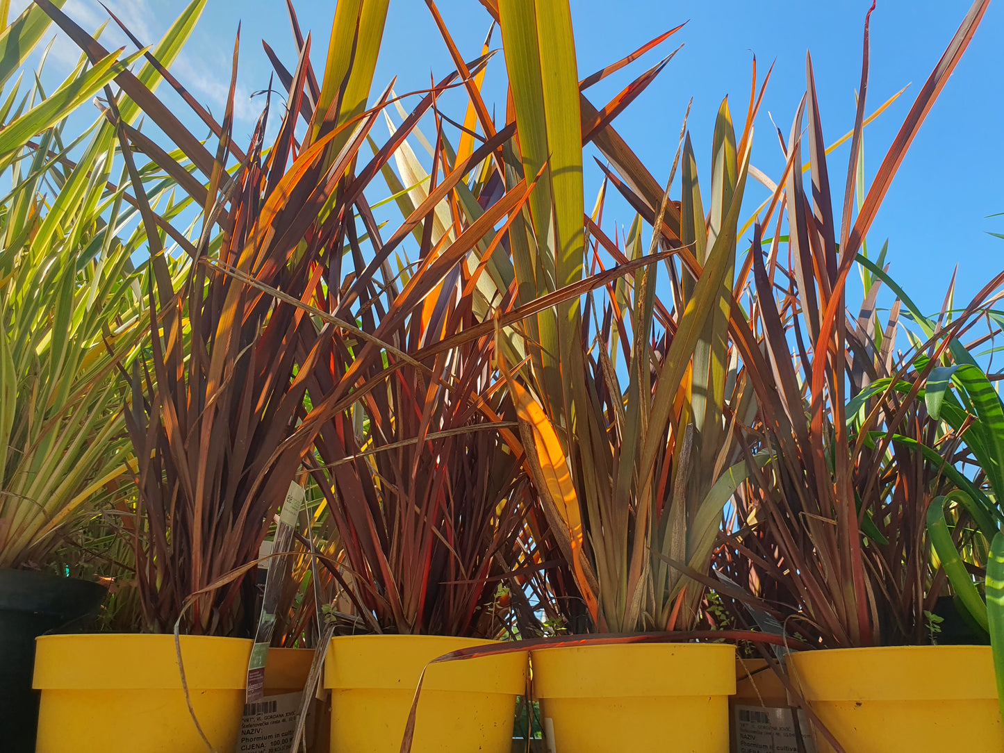 Novozelandska trava (Phormium tenax)