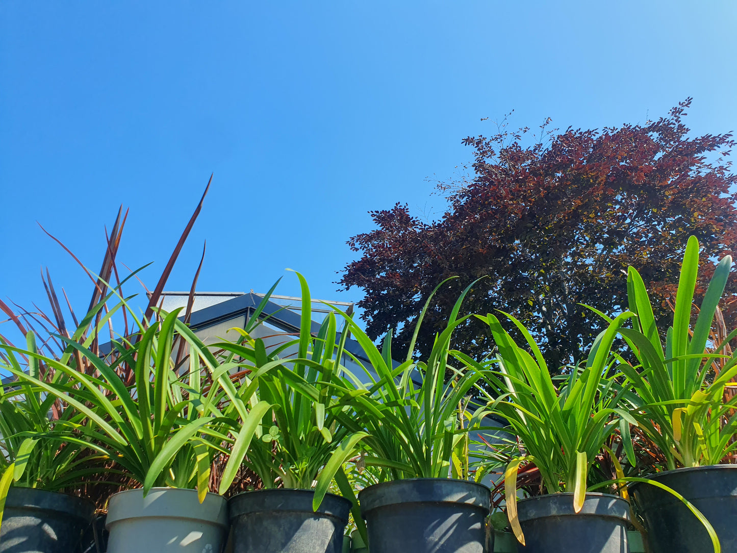 Afrička ljubičasta biljka (Agapanthus praecox)