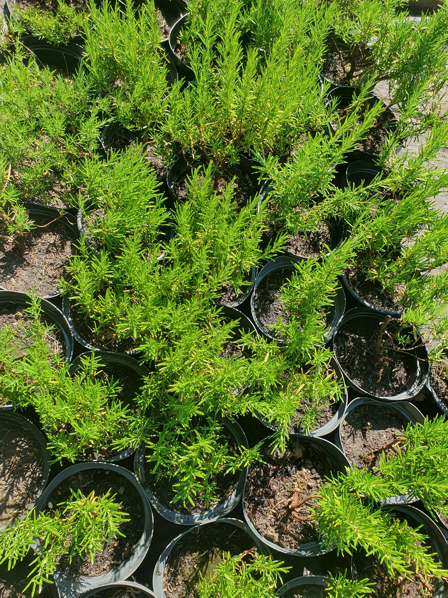 Ružmarin (Rosmariunus officinalis)