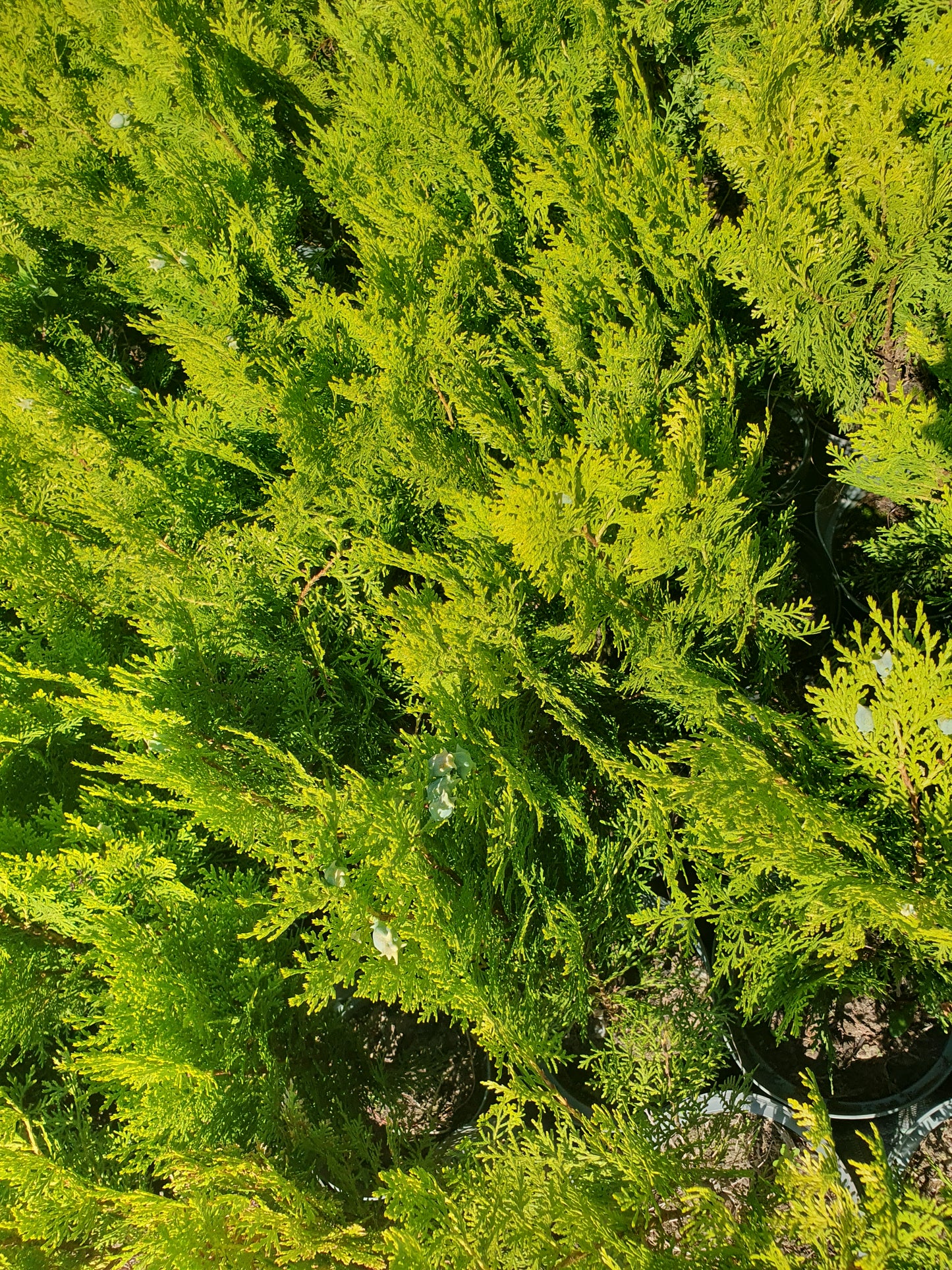 Istočnjačka tuja (Platycladus orientalis)