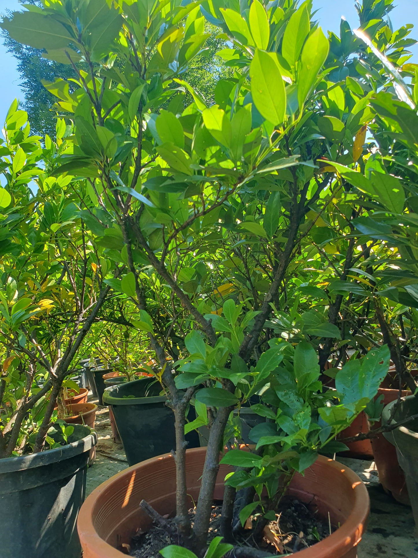 Lovor višnja (Prunus laurocerasus)