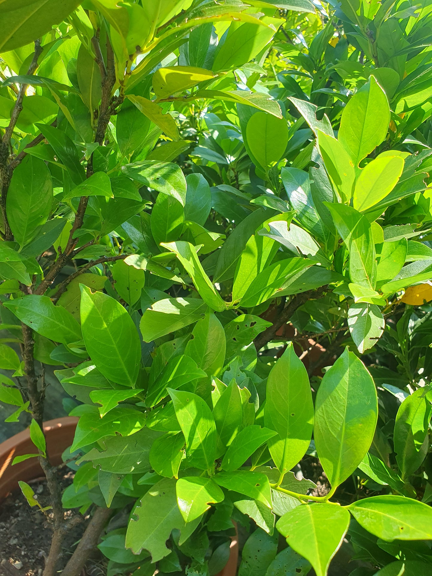 Lovor višnja (Prunus laurocerasus)