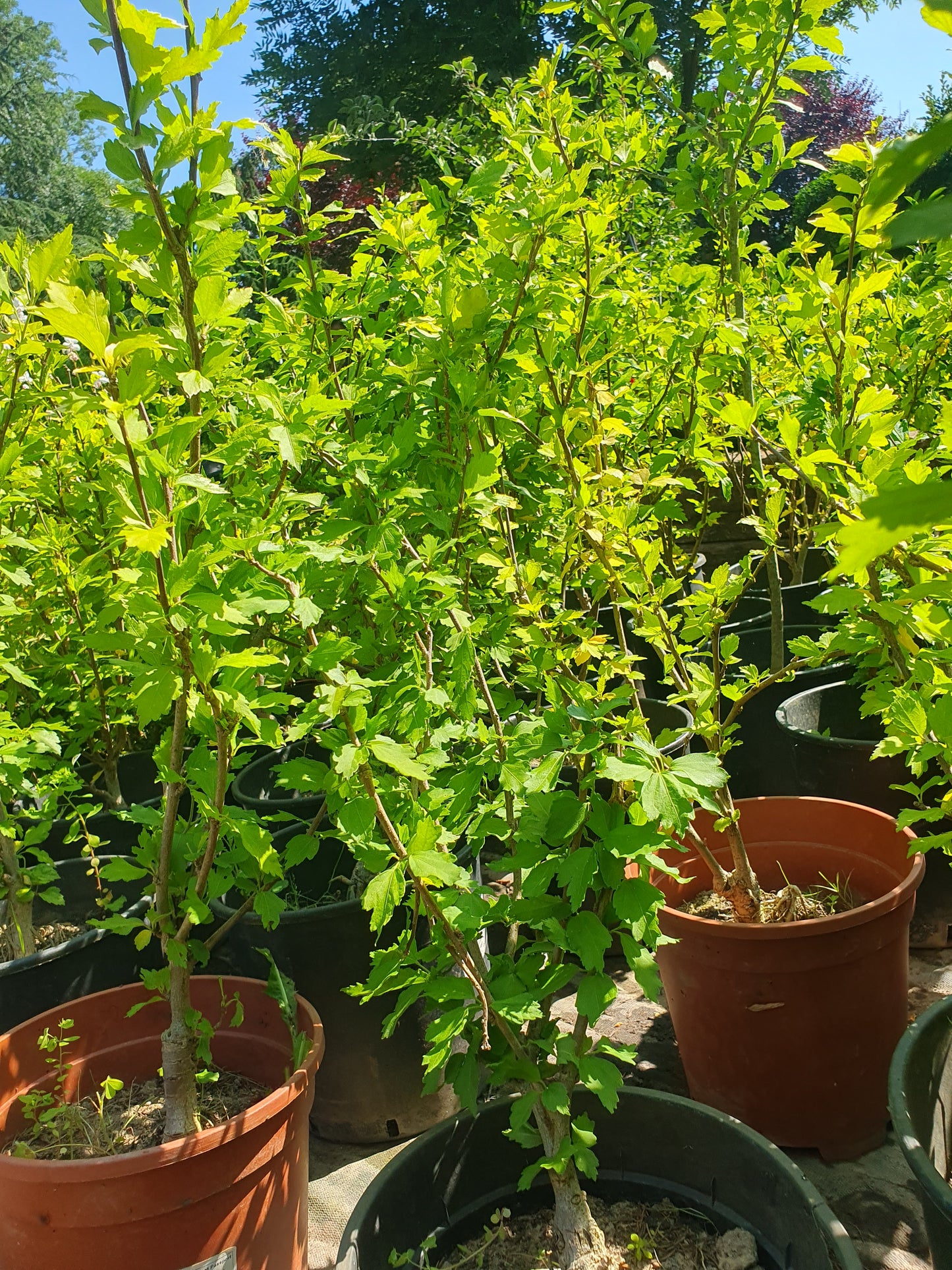 Vrtni hibiskus (Hibiscus syriacus)