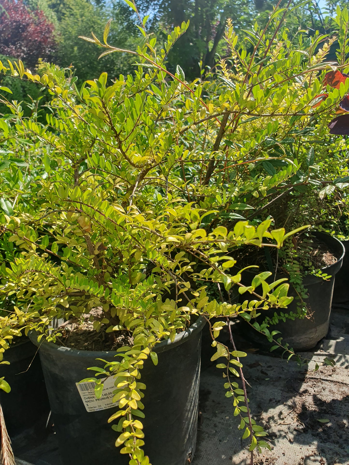 Lonicera ligustrina var. yunnanensis