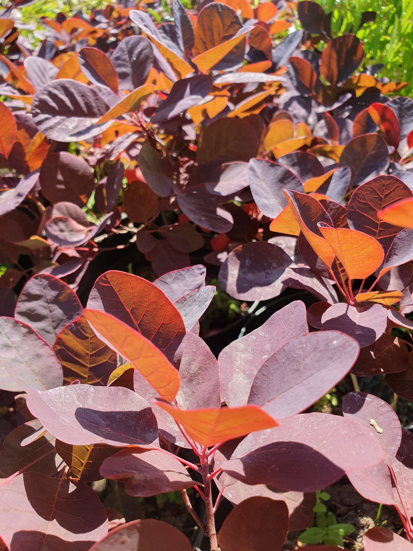 Rujevina (Cotinus coggygria)