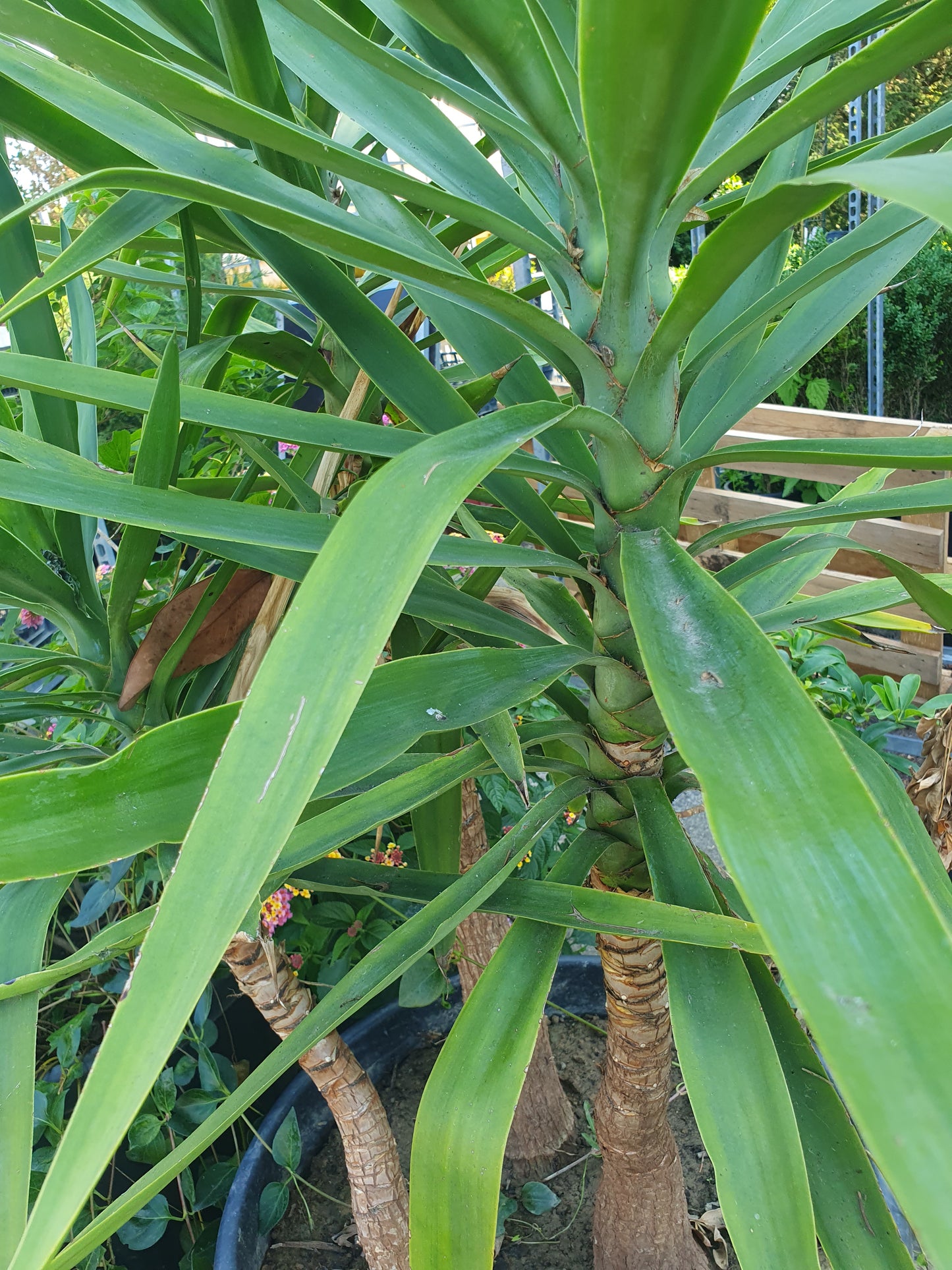Juka (Yucca gigantea)