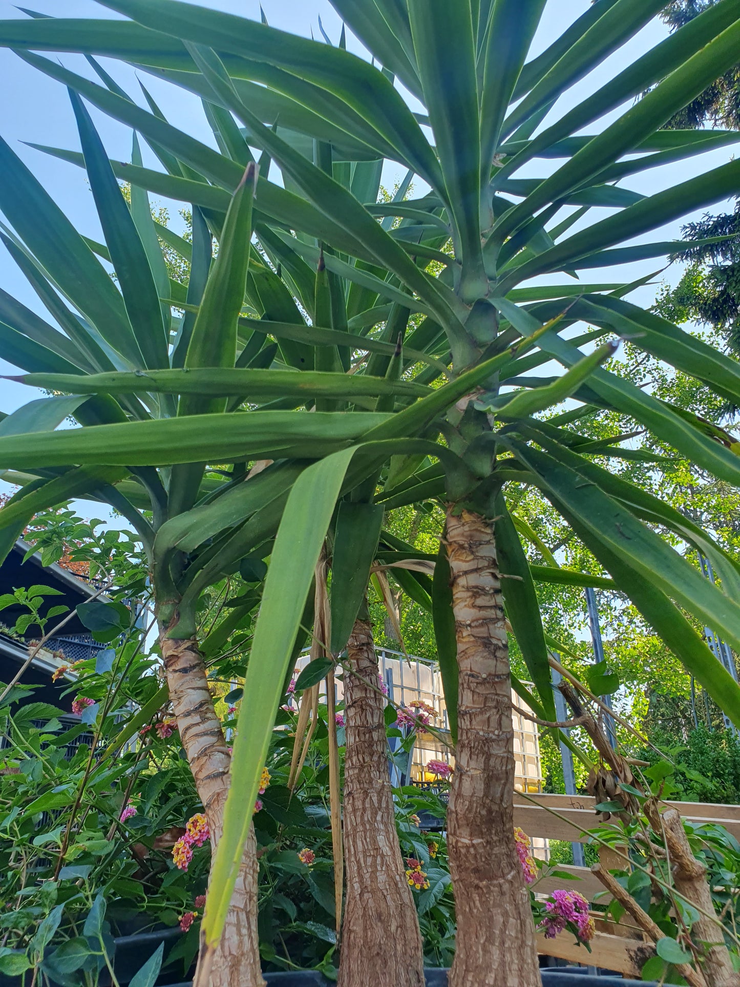 Juka (Yucca gigantea)