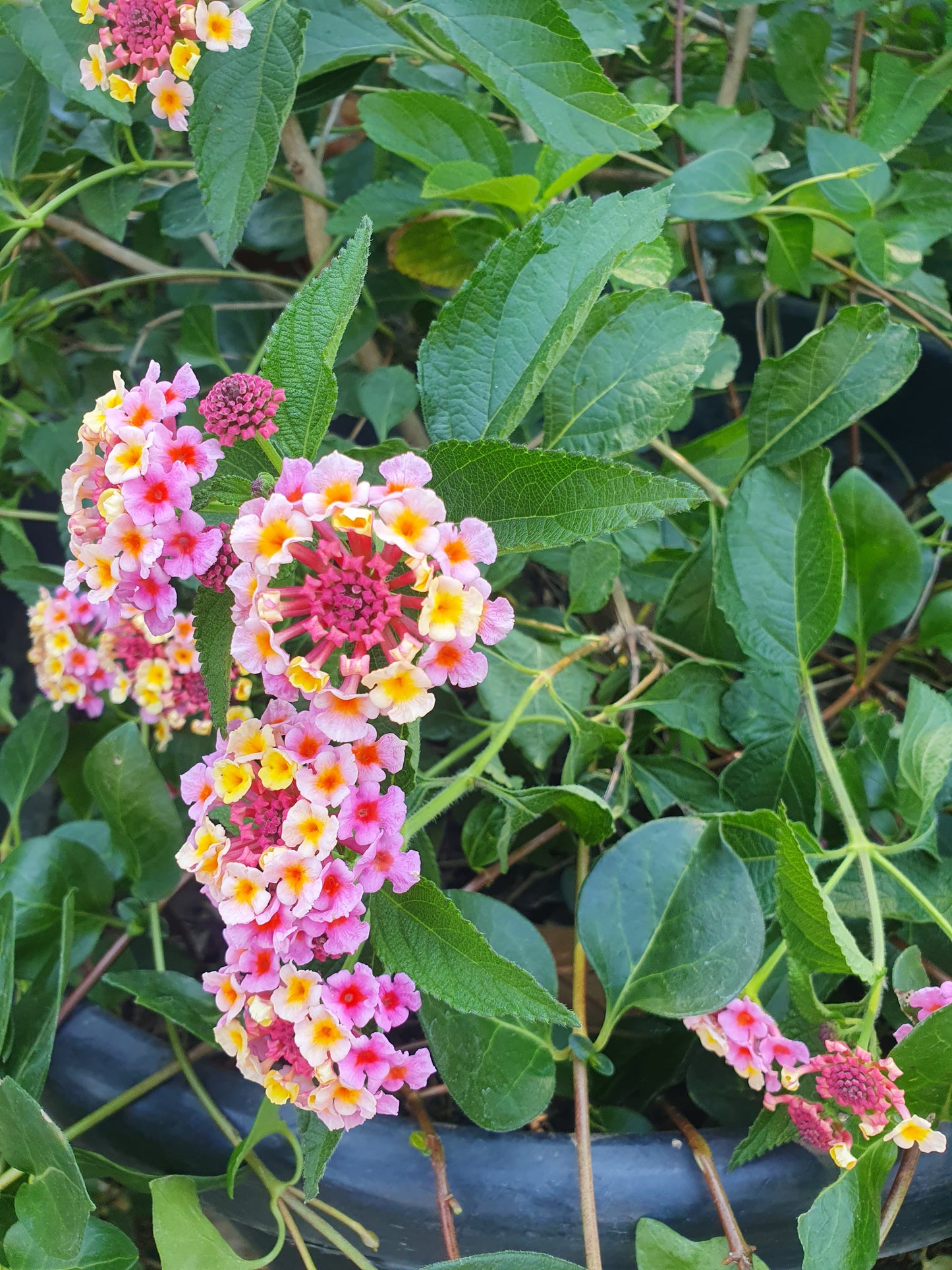 Lantana (Lantana camara)