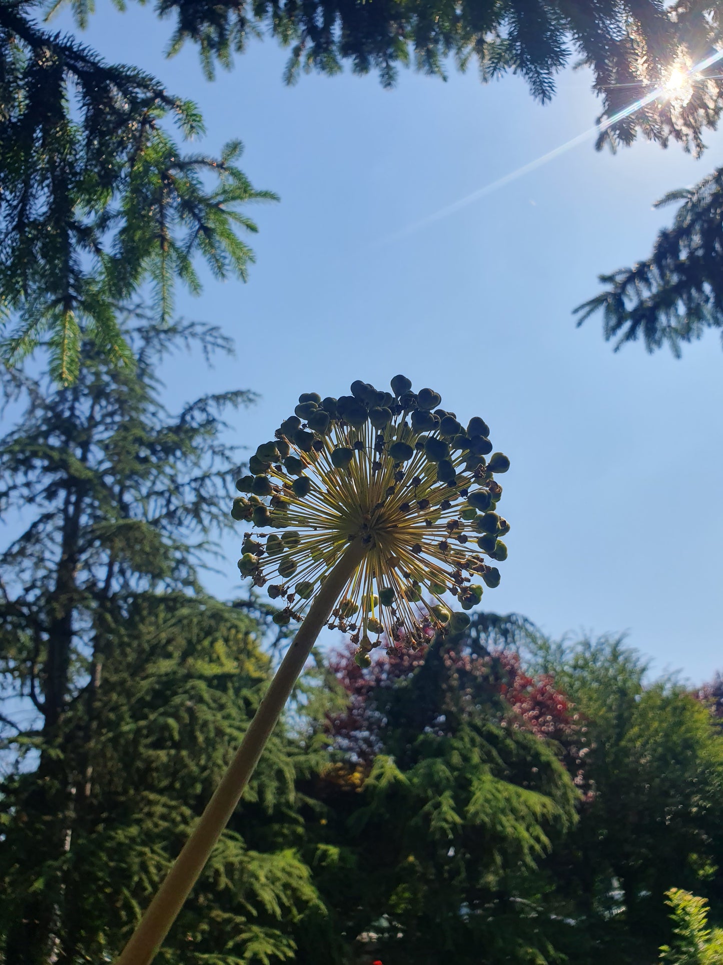 Wild onion (Allium giganteum)