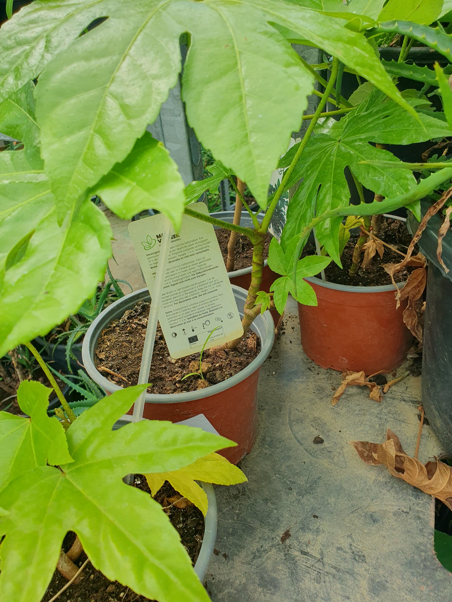 Sobna aralija (Fatsia japonica)