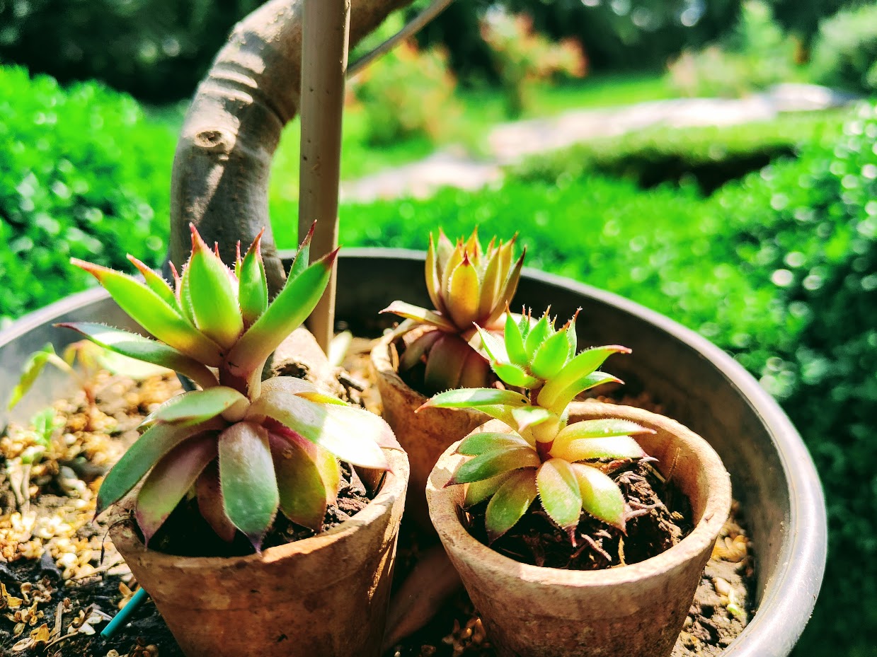 🌼 Čuvarkuća (Echeveria agavoides)
