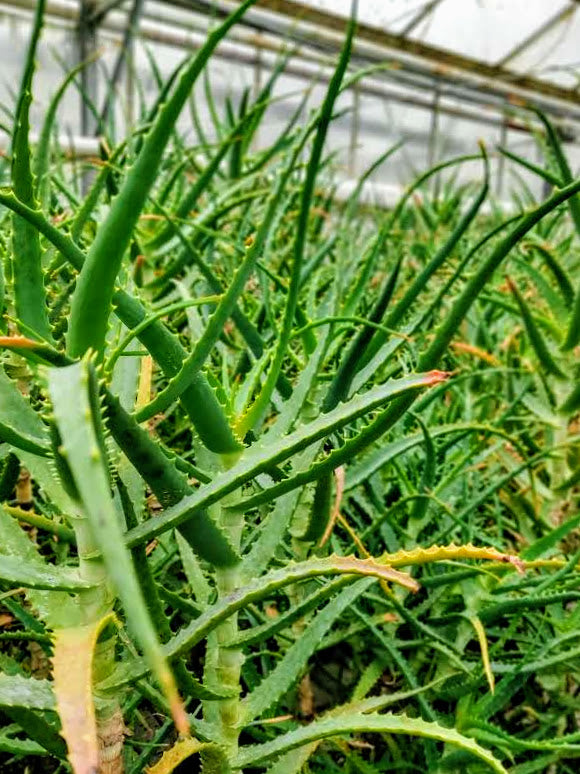 Aloje (Aloe arborescens)