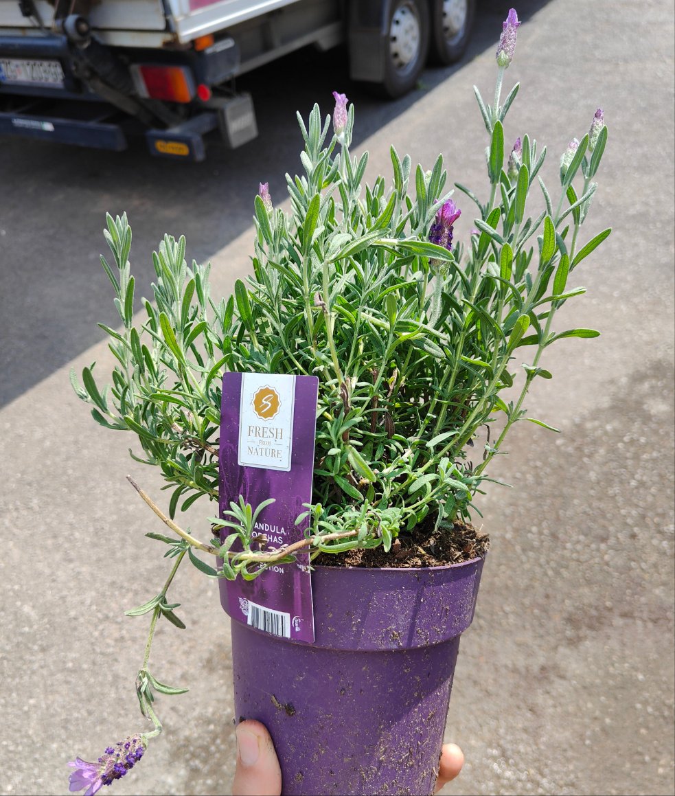 🌸 Lavanda (Lavandula stoechas)
